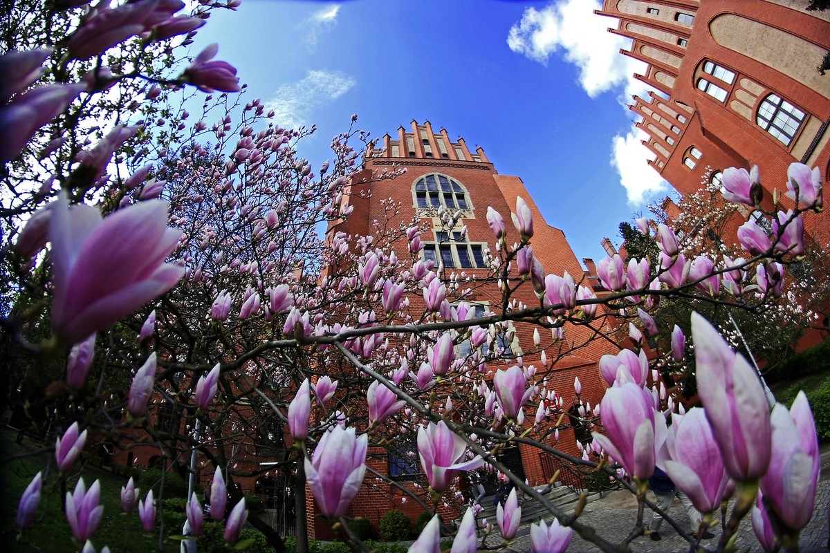 Collegium Maius