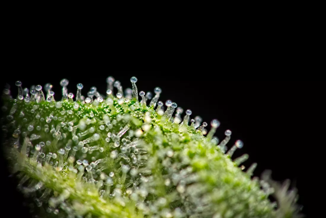close-up-water-drops-grass-against-black-background