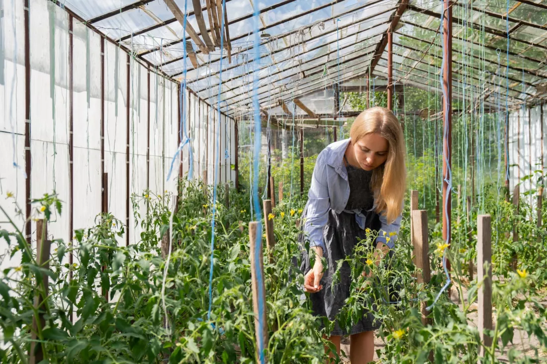 gardener-inspecting-tomatoes-in-a-glass-greenhouse