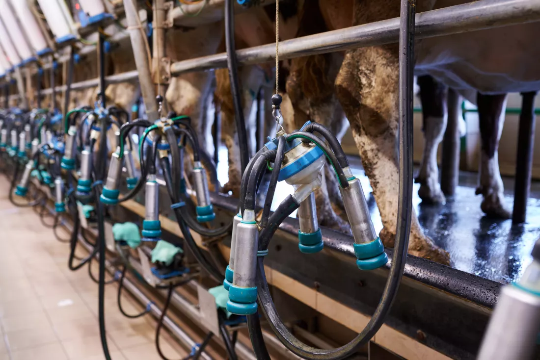 milking-machine-dairy-farm-close-up