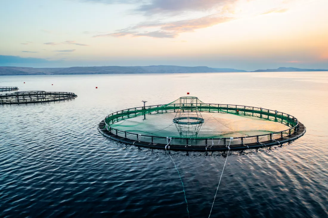 fish-farm-sunrise-with-circular-nets-calm-waters-distant-mountains-background
