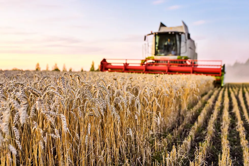 combine-harvester-harvests-ripe-wheat-ripe-ears-gold-field-sunset-cloudy-orange-sky-concept-rich-harvest-agriculture-image